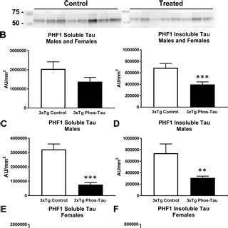 Tau Immunization Reduces Soluble And Insoluble Phospho Tau Protein