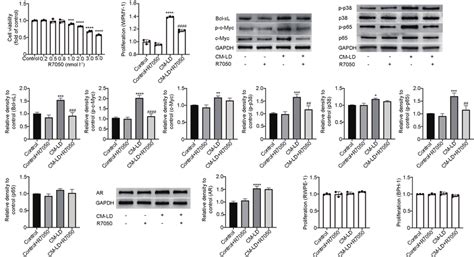 Tnf α Antagonist R7050 Reversed Conditioned Medium Effect Of