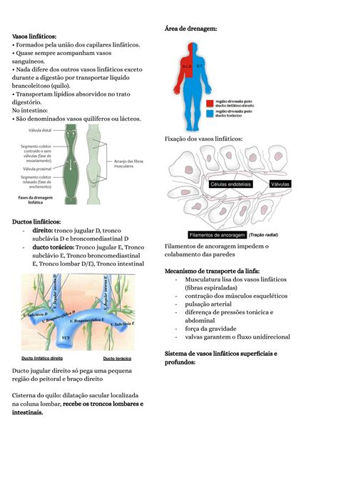 Solution Anatomia Do Sistema Linf Tico Studypool