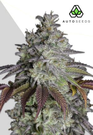 High THC Autoflower Seeds UK | Strongest Autoflower Strains