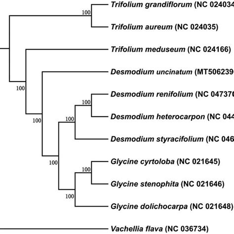 Phylogenetic Tree Reconstructed Using Maximum Likelihood Ml Method