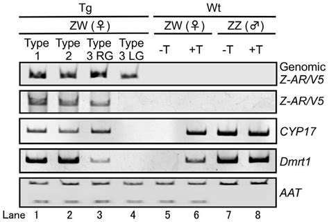 Z Arv5 Cyp17 And Dmrt1 Mrna Expression And Z Ar V5 And Aat Genomic