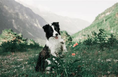 Top Des Races De Chiens Adapt Es Aux Jeunes Enfants Depuis Mon Hamac