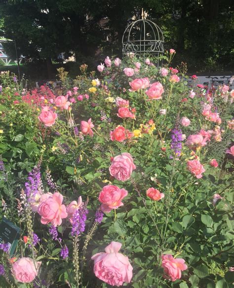 魅惑の薔薇ー四季の香ローズガーデンを彩る薔薇ー｜とっておきの練馬 写真館｜とっておきの練馬