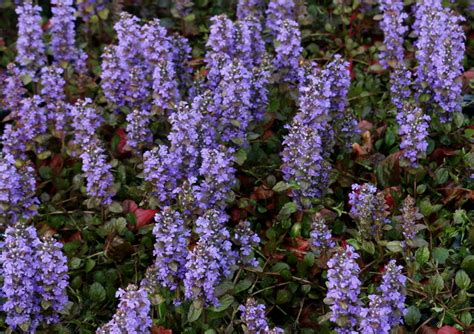 Ajuga Reptans Atropurpurea Yougardener