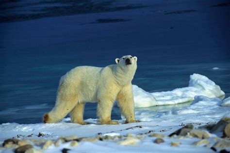 Premium Photo Polar Bear Thalarctos Maritimus Hudson Bay Canada