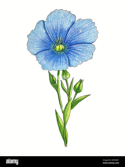 Flor De Linum De Lino Con Hojas Dibujo A L Piz De Mano Boceto Fondo