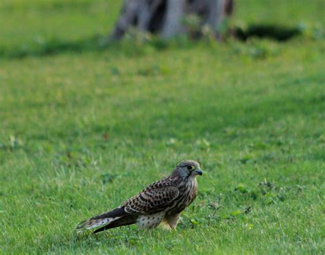 Kestrel Watching Flying Free Photo On Pixabay Pixabay