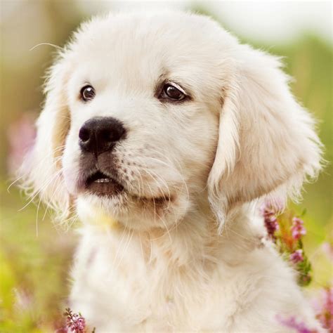 Download Baby Animal Puppy Dog Golden Retriever Animal Pfp