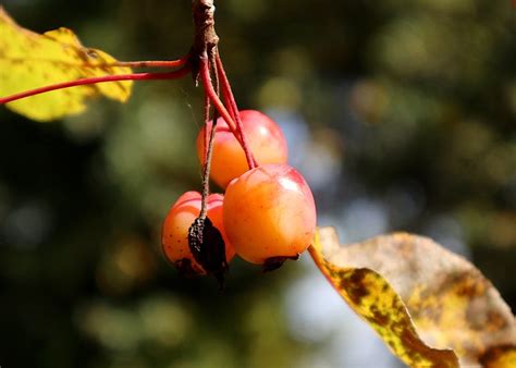 Mini Apples Fruits Garden Free Photo On Pixabay Pixabay