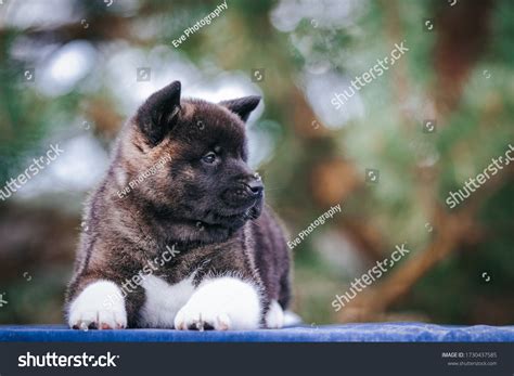 American Akita Cute Puppy Outside Beautiful Stock Photo 1730437585