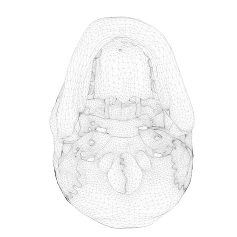 Anatomical Atlas Of The Human Skull 3d Model