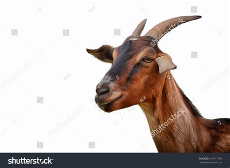 Drawing Goats Portrait Stock Illustration