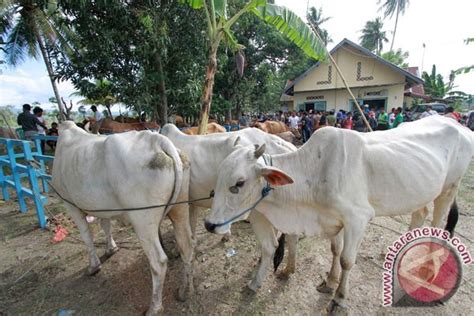 Populasi Sapi Diperkirakan Capai Satu Juta Ekor ANTARA News