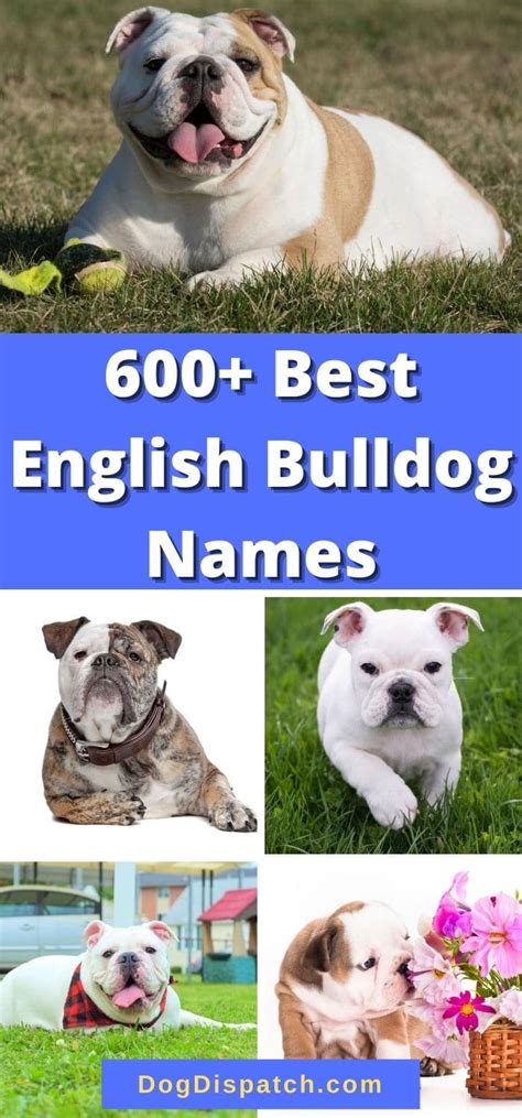 600+ Best English Bulldog Names (Updated 2022) - Dog Dispatch