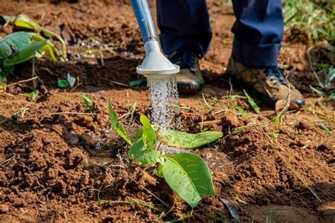 Conoce La Importancia Del Abono Foliar La Villa El Blog De Garden