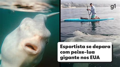 V Deo Esportista Se Depara Peixe Lua Gigante Nos Eua Mundo G