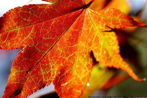 Green Maple Leaves