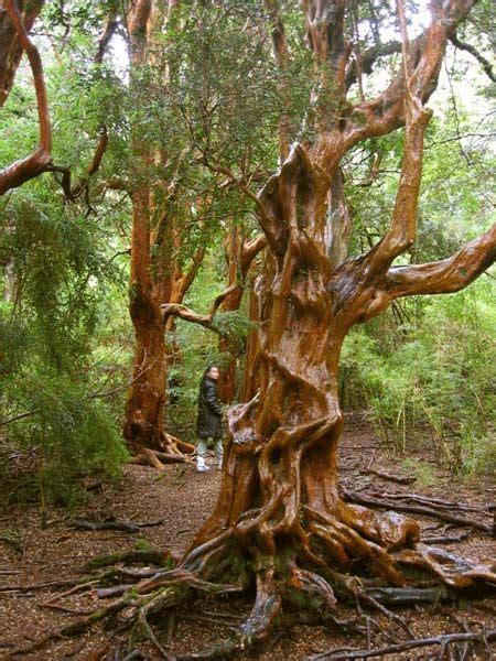 arrayan (myrtle tree) | Weird trees, Twisted tree, Old trees