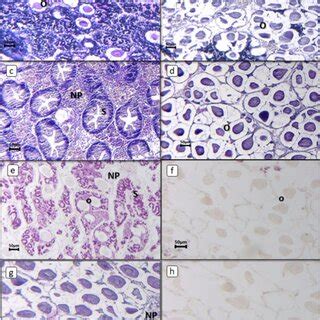 Photomicrographs Of Gonadal Tissue Of Tridacna Squamosa A Female B