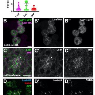 Figure Supplement 1 Loaf Localizes To Endosomes And Does Not Mediate