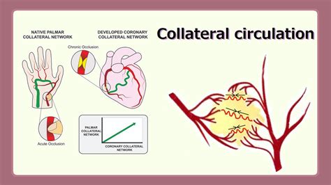 Collateral Circulation Youtube