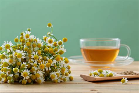 Chamomile Tea With Honey Benefits And Recipe Chinese Teas 101