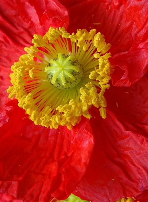 Blume Mohn Blüte Kostenloses Foto auf Pixabay Pixabay