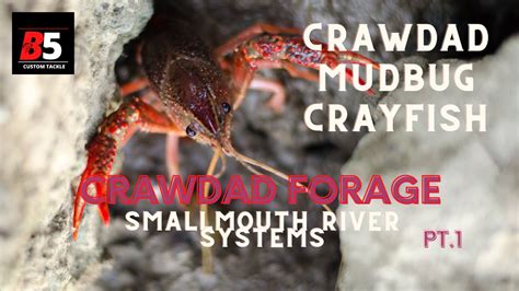 Crawfish 101 Smallmouth Bass River Systems Water Temps Matter Youtube