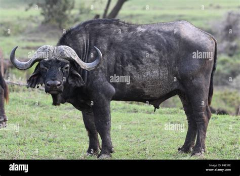 African Cape Savannah Buffalo At Mahali Mzuri In The Olare Motorogi