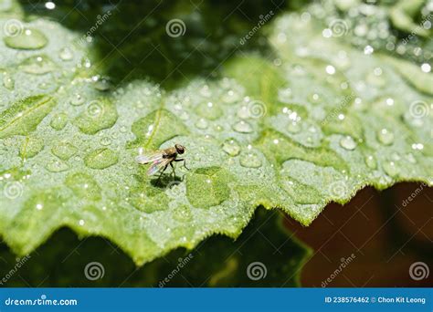 Captura De Una Mosca De La Fruta En Hojas De Batata Foto De Archivo