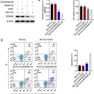 Knockdown Of Kdm B Inhibits Ra Fls Viability But Promotes Apoptosis