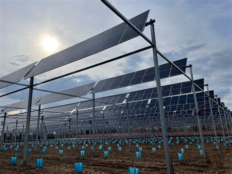 Agrivoltaics For Stone Fruits Pv Magazine International