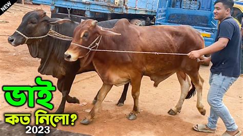 Bhai Koto Nilo Dhaka Gabtoli Gorur Haat 2023 Part 1 Qurbani Cow