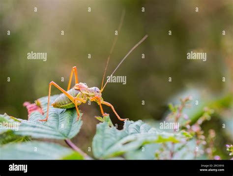 Western Saddle Bush Cricket Saddle Backed Bush Cricket Ephippiger