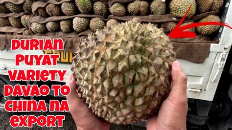 DURIAN PUYAT VARIETY DAVAO TO CHINA NA PANG EXPORT KIKAY S FRUIT DEALER