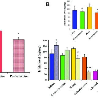 Cellular Localization Of Irisin Fndc In The White Adipose Tissues Of