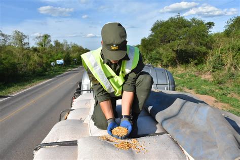 Incautan Ma Z Soja Y Hojas De Coca En Tres Procedimientos Argentina