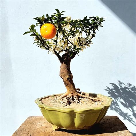 Orange Bonsai Tree Flowering Fruiting Lones Bonsai