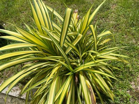 Pandanus Variegated Pandan Hiasan Kuning Cutting Furniture Home