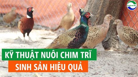 Cách Nuôi Chim Trĩ đỏ Chim Trĩ Xanh Chim Trĩ 7 Màu Sinh Sản Hiệu Quả