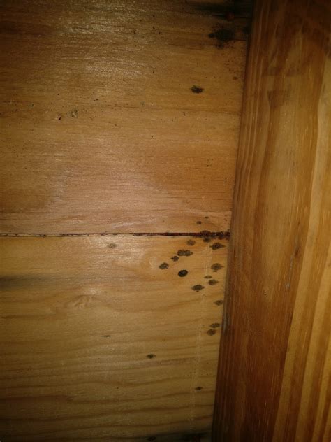 attic - Are black spots on the underside of roof sheathing mold? - Home
