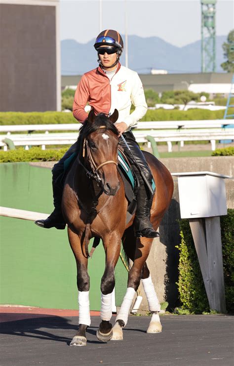 フルコンタクト、新種牡馬ファインニードル産駒初v狙う 角田師「良くなった」／新馬戦 2歳馬特集 競馬写真ニュース 日刊スポーツ