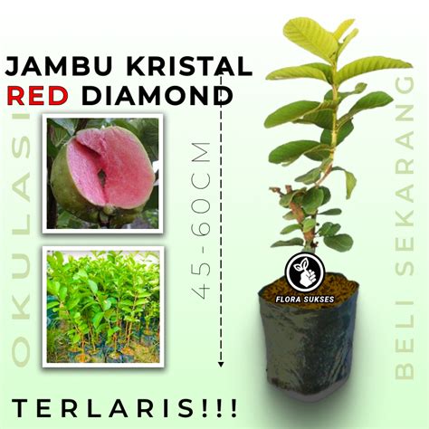 Jual Bibit Tanaman Jambu Kristal Merah Red Diamond Asli Okulasi Pohon