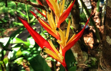 Planta Helicônia em casa como cultivar e cuidar