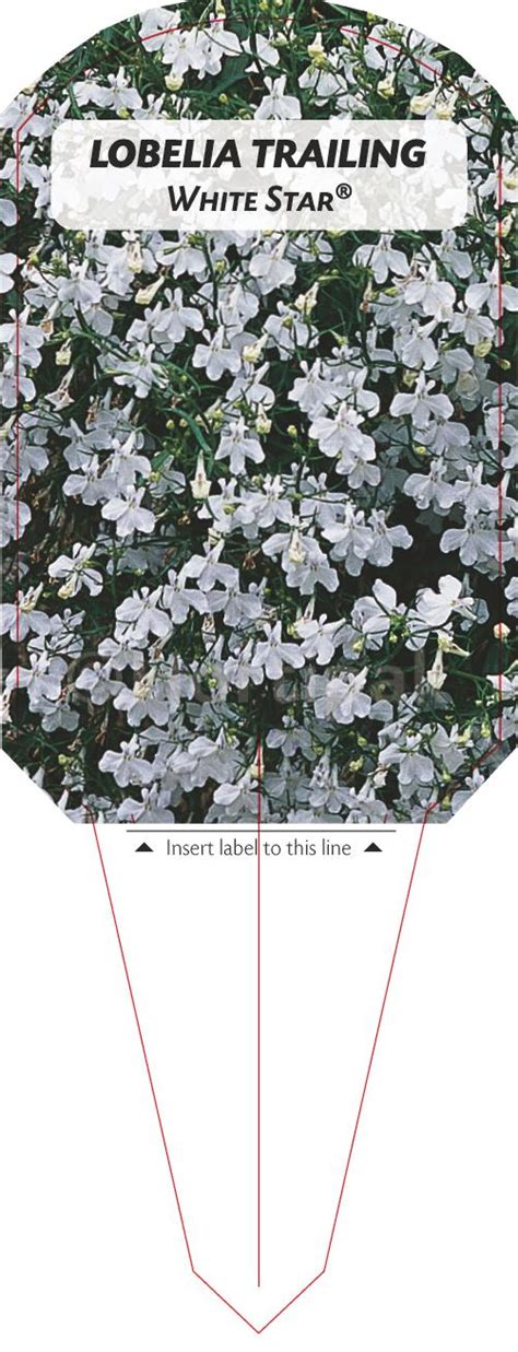 Lobelia Trailing White Star Hortipak E Store