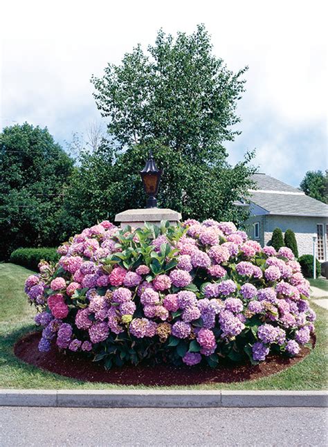 Hydrangea Macrophylla ‘forever Pink