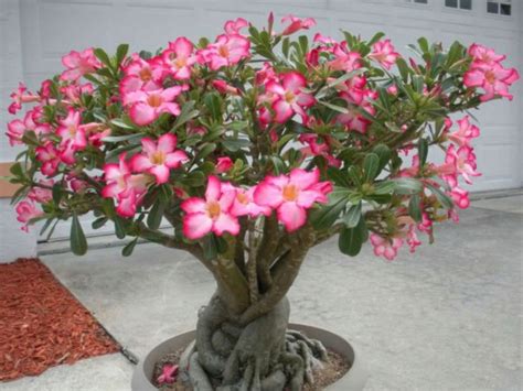 R A Pustyni Adenium Obesum Sadzonki Z Kwiatami P