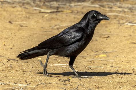 Little Crow in Australia 24739117 Stock Photo at Vecteezy