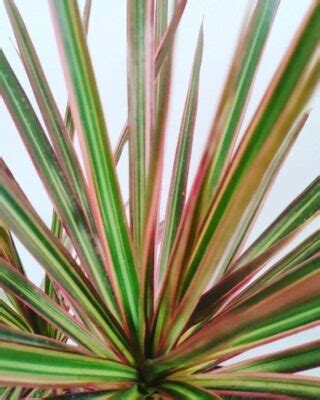 The Dracaena Marginata Tricolor A Plant For All Seasons